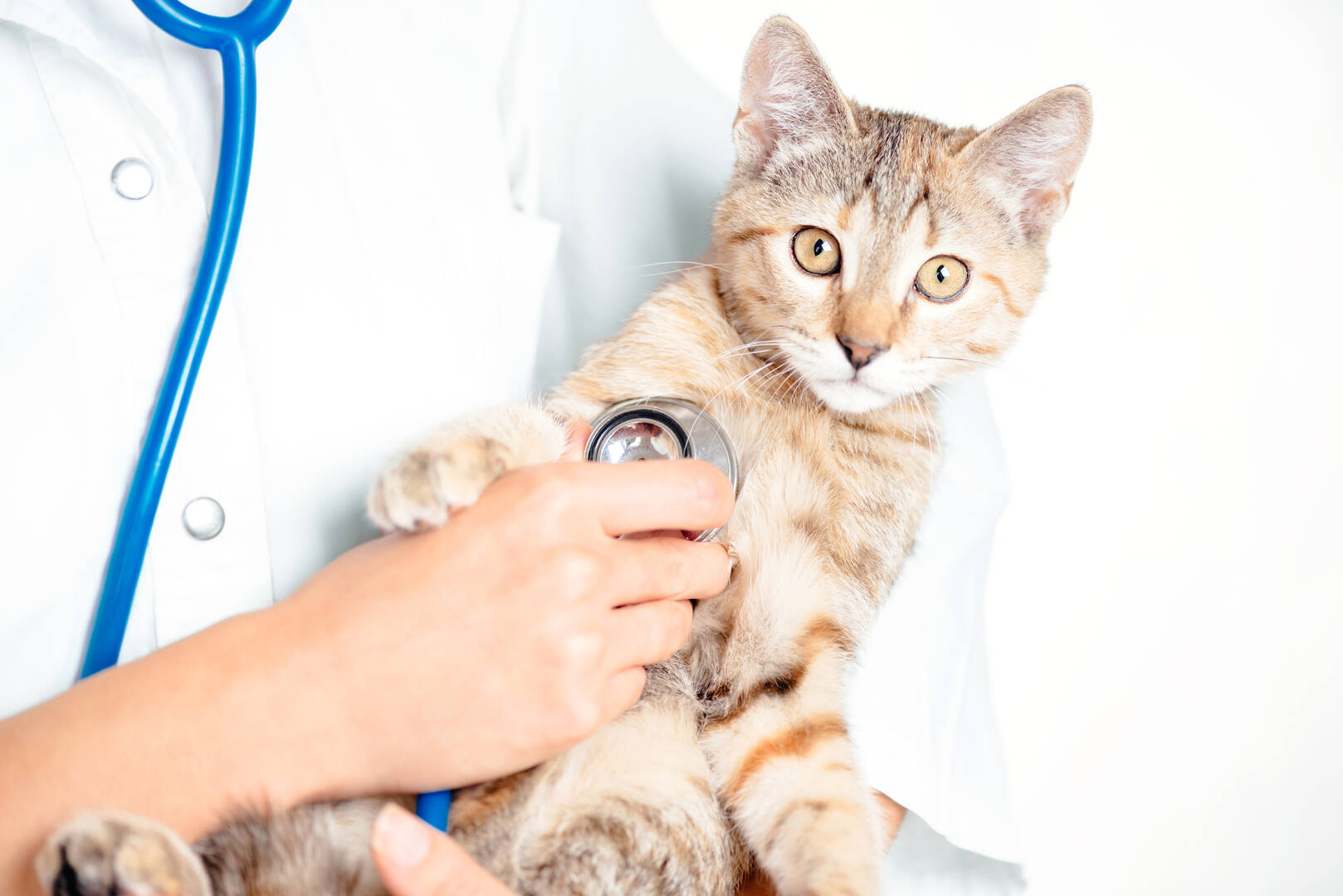Kaysville Veterinary Hospital
