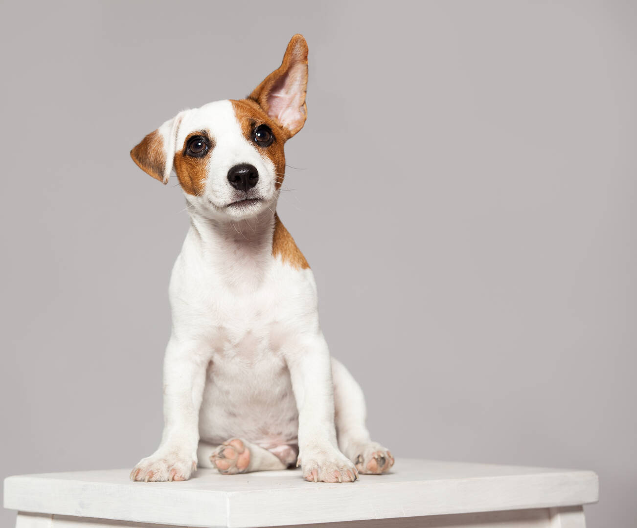 Veterinary Emergency Center
